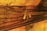 Several Detailed Fossil Flies (Diptera) In Baltic Amber #102763-3